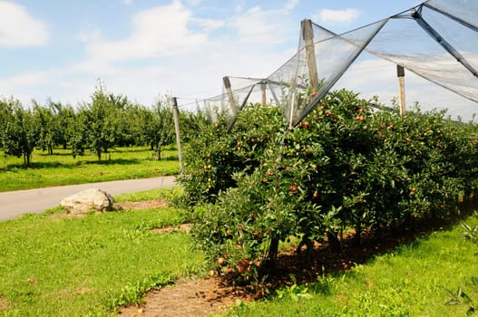 Apple cultivation