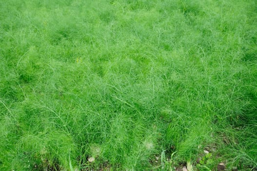 Fennel field