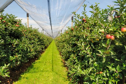 Apple cultivation