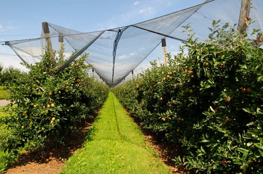 Apple cultivation