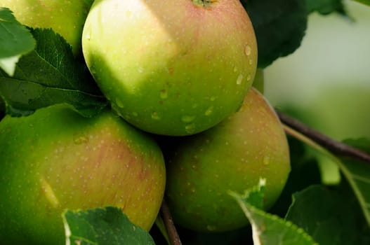 Apple cultivation