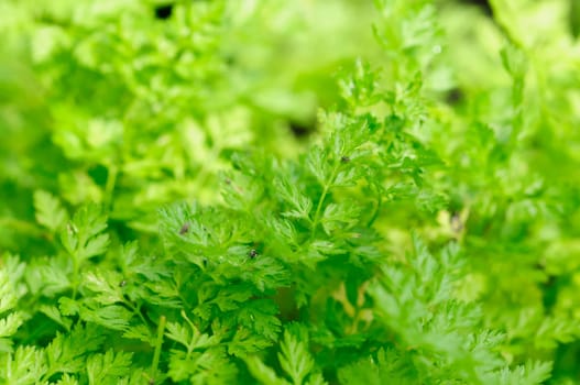 Garden chervil
