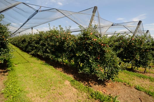 Apple cultivation
