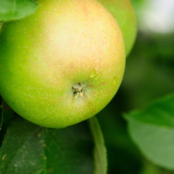 Apple cultivation