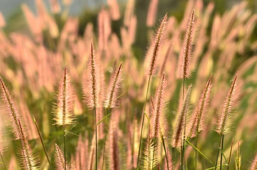 Grassland Northern part of Thailand