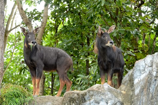 seral in chiang mai night safari
