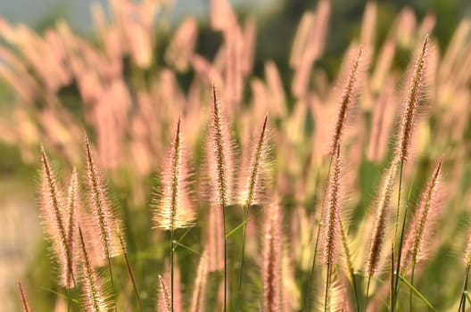 Grassland Northern part of Thailand