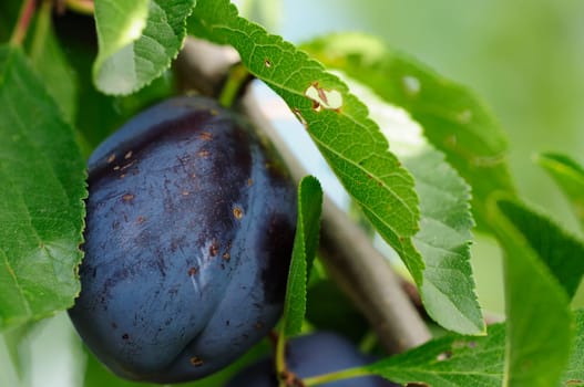 plums