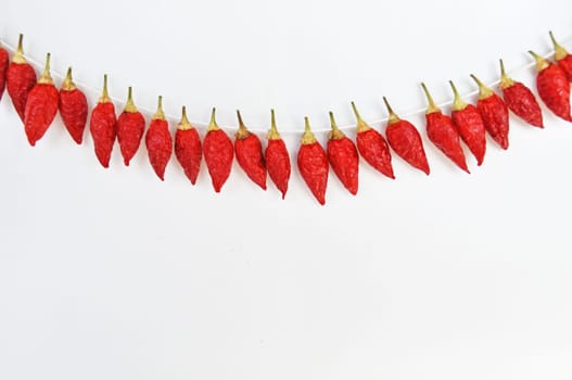 hot pepper