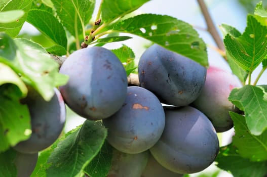 plums