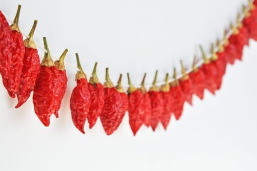 hot pepper