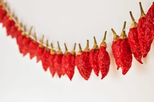 hot pepper