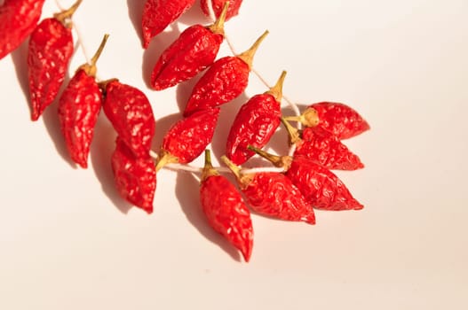 hot pepper