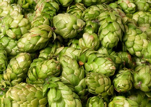 Numerous hop cones as a background
