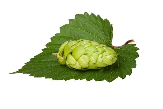 Single hop cone on a green leaf isolated against white background