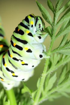 Green caterpillar on stem carrots - Papilio machaon