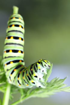 Green caterpillar on stem carrots - Papilio machaon