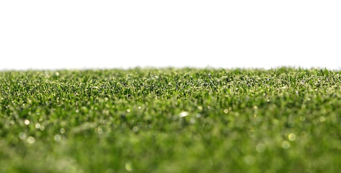Grass on a golf course with small focus