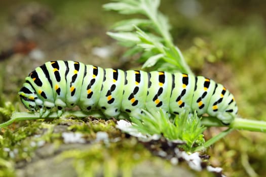 Green caterpillar on stem carrots - Papilio machaon