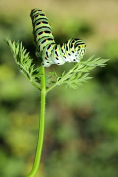 Green caterpillar on stem carrots - Papilio machaon