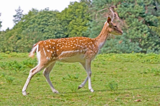 wild roe dear in the forest on a glade