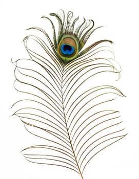 isolated peacock feather on white