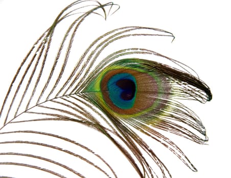 colorful peacock feather on white