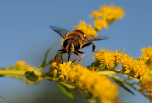 Wedge-spotted hoverfly