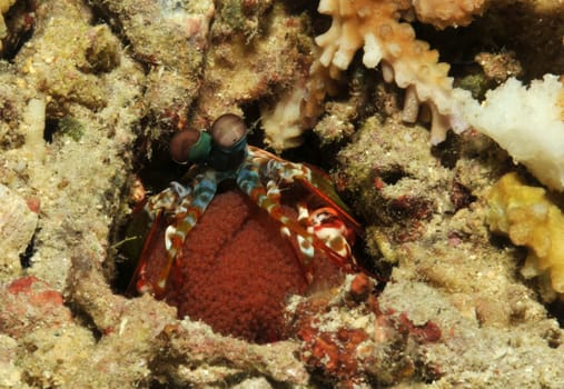 Mantis shrimp with offspring