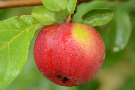 Ripe apple hanging on the tree