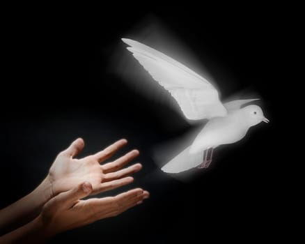 Two hands on a black background releasing a luminous dove into flight