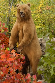 Grizzly Bear in the woods during autum