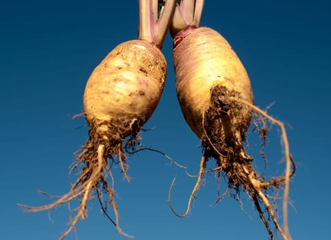 Healthy food Organic swedes rutabaga freshly picked edible vegetable against blue sky background