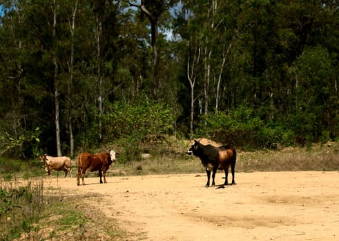 Australian cows on rural country dirt road