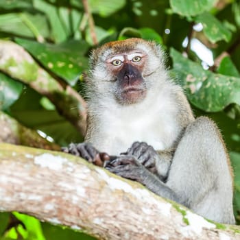 Portrait of the funny macaque