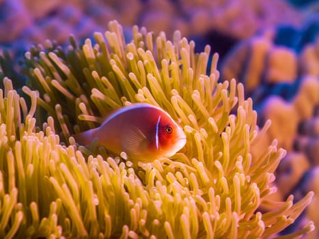 Anemone and Pink clownfish close-up.