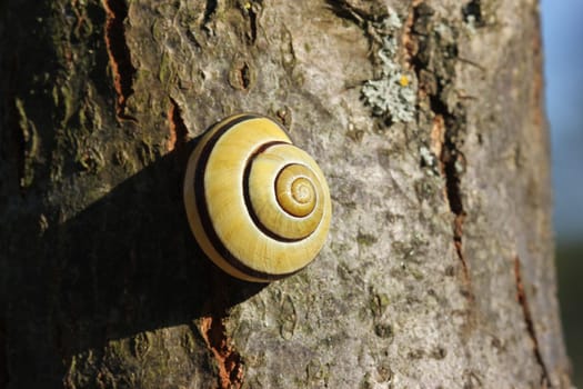 Grove ribbon snail in the evening light