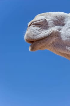 Mouth of a white dromedary (camel), close-up, against blue sky.