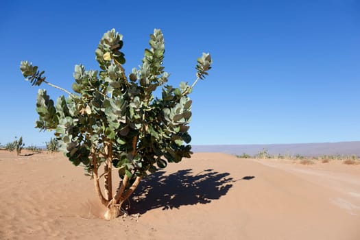 A rubberbush (Calotropis procera) against clear blue sky in the Sahara desert, Chagaga, Morocco.