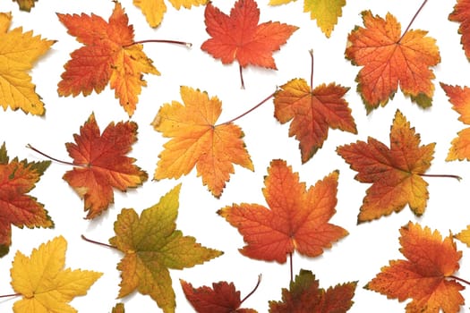 Beautiful autumn leaves on white background