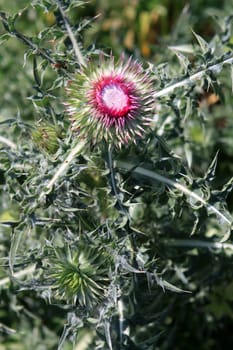 Thistle - Nodding Thistle - Muskafist