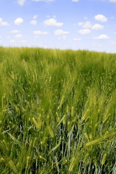 Grain field