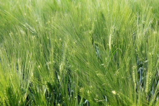 Grain field