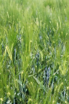 Grain field