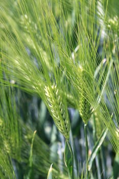 Grain field