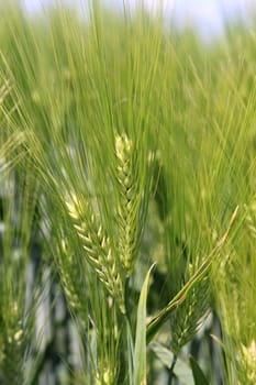 Grain field
