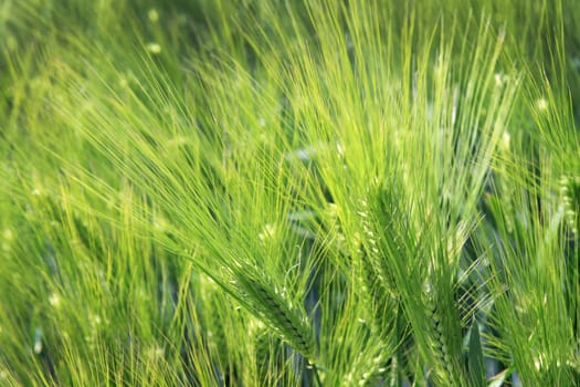 Grain field