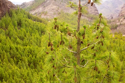 Carary pine leaves needles in gran Canaria Tejeda
