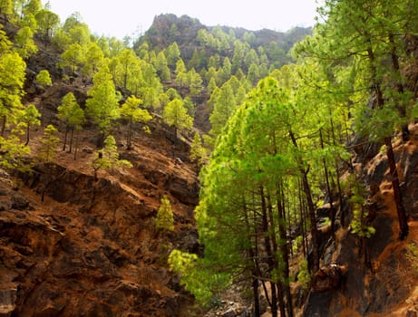 Gran Canaria Canary pine mountains in canaries