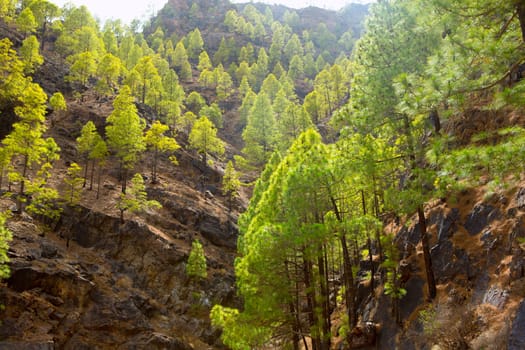 Gran Canaria Canary pine mountains in canaries